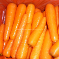 Alta qualidade nova safra cenoura vermelha fresca